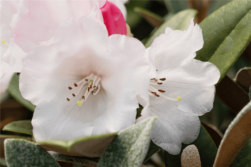 Yaku-Rhododendron 'Bienenkönigin' - Gartenglueck und Bluetenkunst - DerGartenMarkt.de - Pflanzen > Gartenpflanzen > Rhododendron - DerGartenmarkt.de shop.dergartenmarkt.de