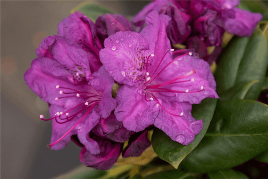 Yaku-Rhododendron 'Bohlken´s Lupinenberg Laguna'® - Gartenglueck und Bluetenkunst - DerGartenMarkt.de - Pflanzen > Gartenpflanzen > Rhododendron - DerGartenmarkt.de shop.dergartenmarkt.de