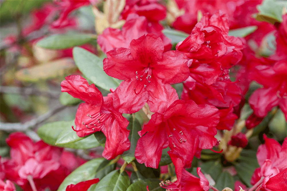 Yaku-Rhododendron 'Bohlken´s Roter Stern'® - Gartenglueck und Bluetenkunst - DerGartenMarkt.de - Pflanzen > Gartenpflanzen > Rhododendron - DerGartenmarkt.de shop.dergartenmarkt.de