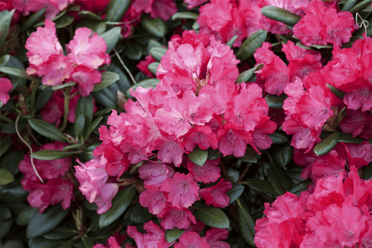 Yaku-Rhododendron 'Cliva' - Gartenglueck und Bluetenkunst - DerGartenMarkt.de - Pflanzen > Gartenpflanzen > Rhododendron - DerGartenmarkt.de shop.dergartenmarkt.de