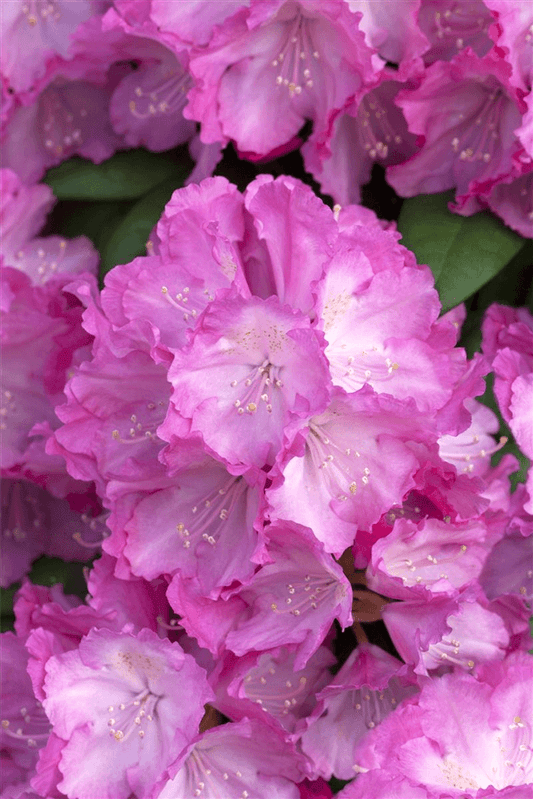 Yaku-Rhododendron 'Polaris' - Gartenglueck und Bluetenkunst - DerGartenMarkt.de - Pflanzen > Gartenpflanzen > Rhododendron - DerGartenmarkt.de shop.dergartenmarkt.de