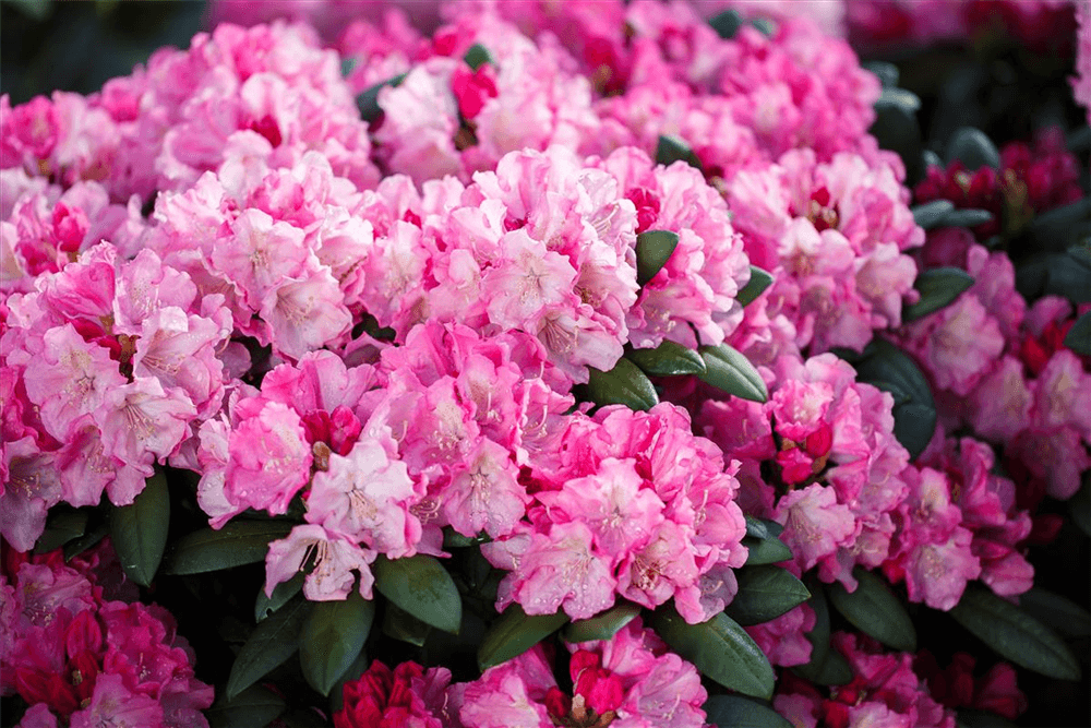 Yaku-Rhododendron 'Polaris' - Gartenglueck und Bluetenkunst - DerGartenMarkt.de - Pflanzen > Gartenpflanzen > Rhododendron - DerGartenmarkt.de shop.dergartenmarkt.de