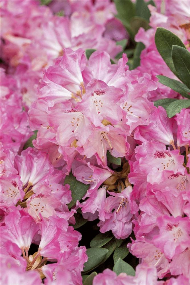 Yaku-Rhododendron 'Sneezy' - Gartenglueck und Bluetenkunst - DerGartenMarkt.de - Pflanzen > Gartenpflanzen > Rhododendron - DerGartenmarkt.de shop.dergartenmarkt.de