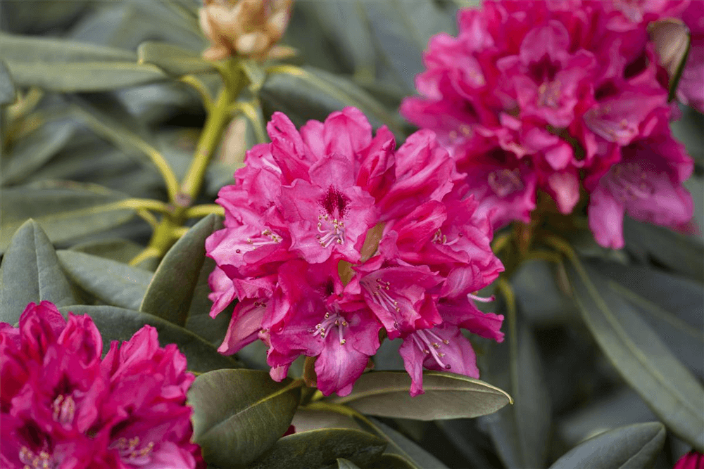 Yaku-Rhododendron 'Sneezy' - Gartenglueck und Bluetenkunst - DerGartenMarkt.de - Pflanzen > Gartenpflanzen > Rhododendron - DerGartenmarkt.de shop.dergartenmarkt.de
