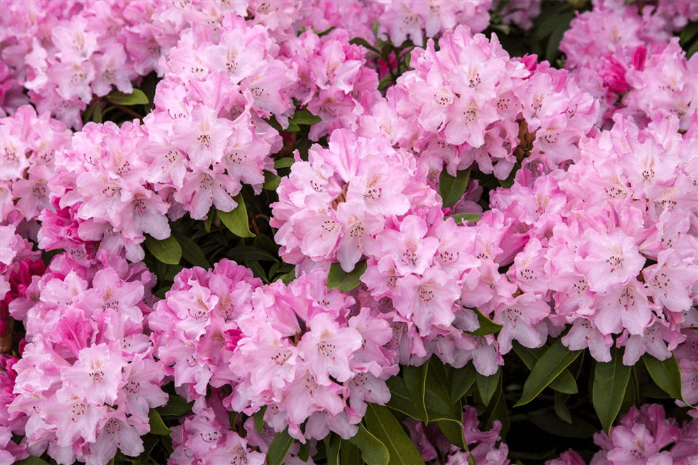 Yaku-Rhododendron 'Tina Heinje' - Gartenglueck und Bluetenkunst - DerGartenMarkt.de - Pflanzen > Gartenpflanzen > Rhododendron - DerGartenmarkt.de shop.dergartenmarkt.de