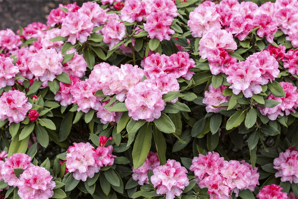 Yaku-Rhododendron 'Tina Heinje' - Gartenglueck und Bluetenkunst - DerGartenMarkt.de - Pflanzen > Gartenpflanzen > Rhododendron - DerGartenmarkt.de shop.dergartenmarkt.de