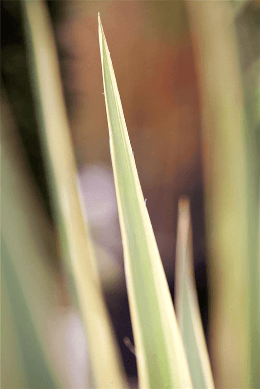 Yucca filamentosa 'Bright Edge' - Gartenglueck und Bluetenkunst - DerGartenMarkt.de - Pflanzen > Gartenpflanzen > Stauden - DerGartenmarkt.de shop.dergartenmarkt.de