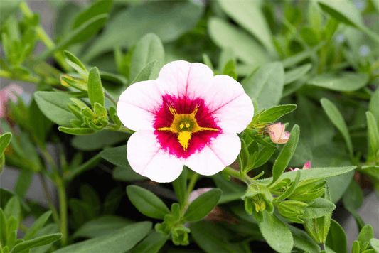 Zauberglöckchen 'Pink Red Eye' - Blumen Eber - Pflanzen > Balkonpflanzen & Kübelpflanzen > Sommerblumen - DerGartenmarkt.de shop.dergartenmarkt.de
