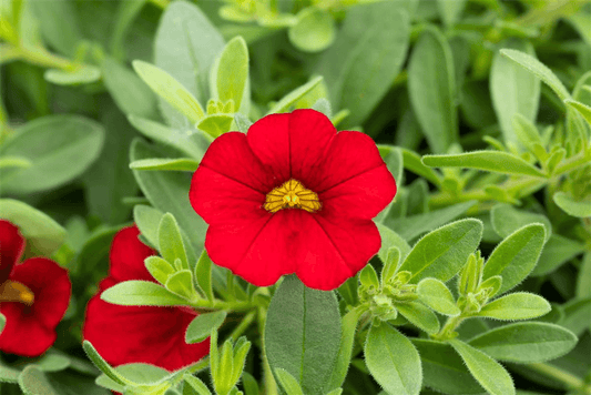 Zauberglöckchen 'Red Ruby' - Blumen Eber - Pflanzen > Balkonpflanzen & Kübelpflanzen > Sommerblumen - DerGartenmarkt.de shop.dergartenmarkt.de